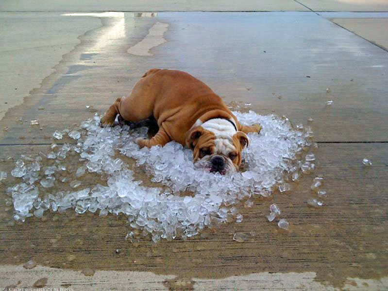 Lustiges-Hunde-Bild-im-Sommer-abkuehlen-mit-Eiswuerfeln.jpg